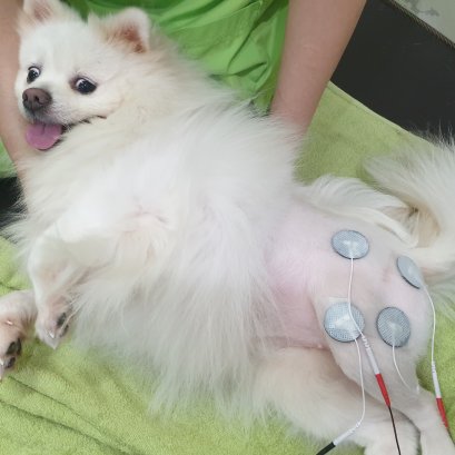 ทำไมหลังผ่าตัดแล้วทำกายภาพถึงส่งผลดีต่อสัตว์เลี้ยง